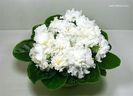 Wedding Bouquet