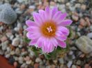 Mammillaria schumannii v. globosa