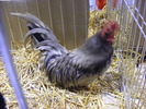DSCF7605