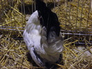 DSCF7609