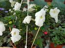 White glory