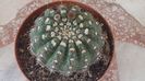 Notocactus uebelmanianus