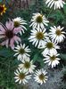 IMG-20180727-WA0020