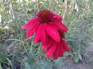 Echinacea Eccentric
