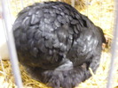 DSCF7612