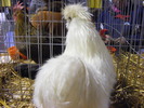 DSCF7613