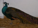 DSCF7623