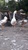 IMG-20180615-WA0016