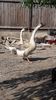 IMG-20180602-WA0009