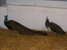 DSCF7625