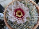 Gymnocalycium cardenasianum