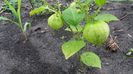 tomatillo