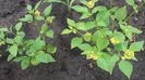 tomatillo