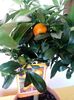 Kumquat-Citrus Japonica