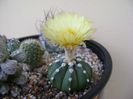 Astrophytum asterias