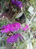 liliac de vara siclam-mov (Budleja)