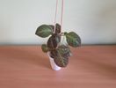 Episcia Jim's Canadian Sunset (15)