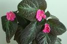 Flori Episcia Jim's Canadian Sunset