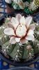 Gymnocalicium quehlianum-foarte harnic