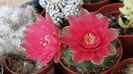 Gymnocalicium baldianum-foarte harnic