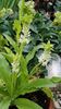 Eucomis