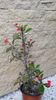 Euphorbia milli