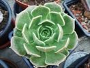 Echeveria "Brown rose"