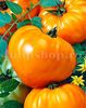 Seminte tomate Inima de Bou Orange 100buc.