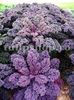 Seminte varza kale creata Scarlet 500buc.