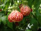 ABUTILON