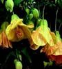 abutilon_hibridum