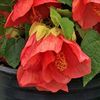 Abutilon-Patio-Lantern-Passion