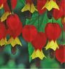 ABUTILON