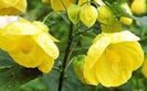 ABUTILON