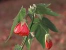 ABUTILON