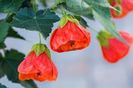 ABUTILON