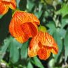 ABUTILON