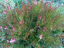 Gaura Lindheimeri