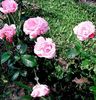 oie_421492465cv6SNO