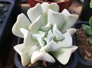 Echeveria runyonii "Topsy Turvy"