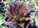 Echeveria " Black Prince"