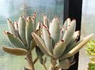 Kalanchoe tomentosa