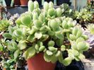 Cotyledon ladismithiensis