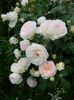 stephanie baronin zu G