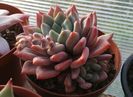 Echeveria