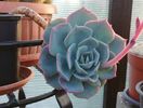 Echeveria secunda var. Glauca