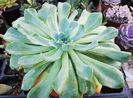 Echeveria "Swirl"