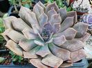 Echeveria "Rob Roy"