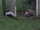 SAM_0063
