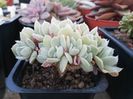 Echeveria runyonii "Topsy Turvy" forma cristata